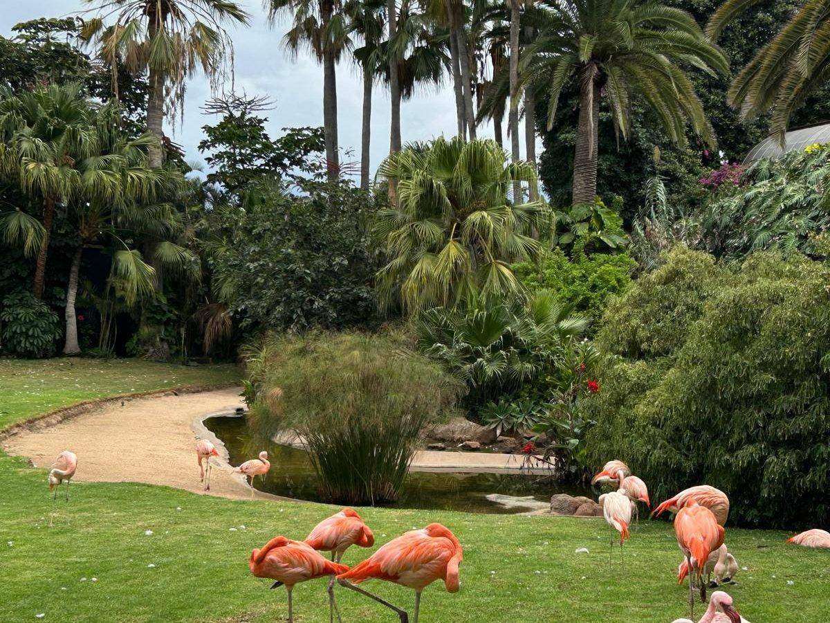 Flamingos in the gardens of Loro Parque
