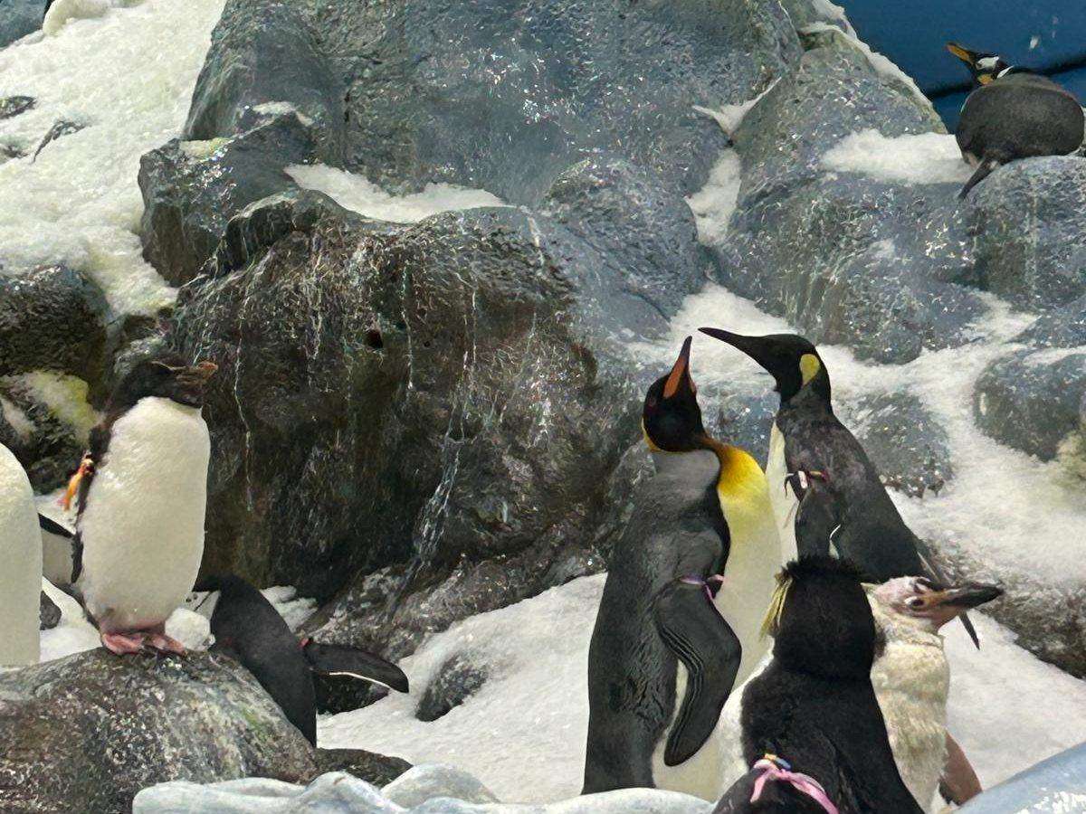 Penguins at Loro Parque