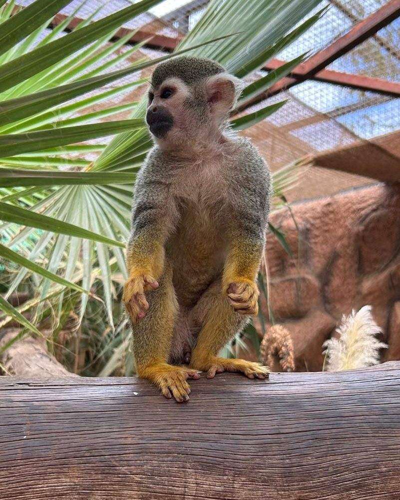 A monkey at Monkey Park, Los Cristianos